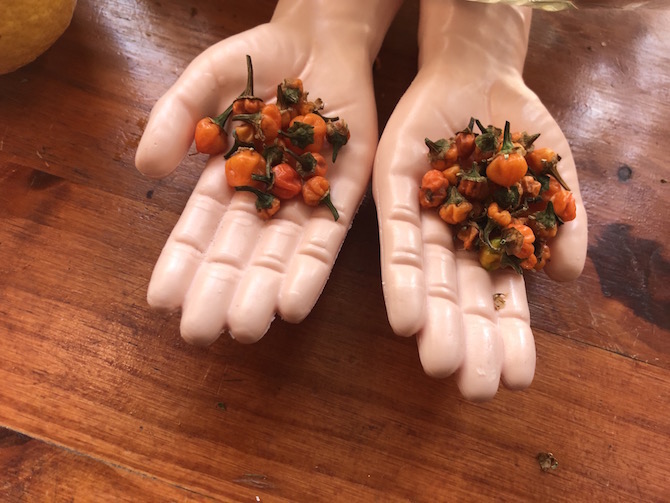 habaneros.jpg