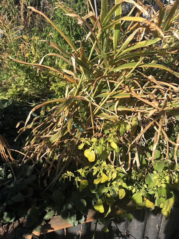 winter ginger plants.jpg