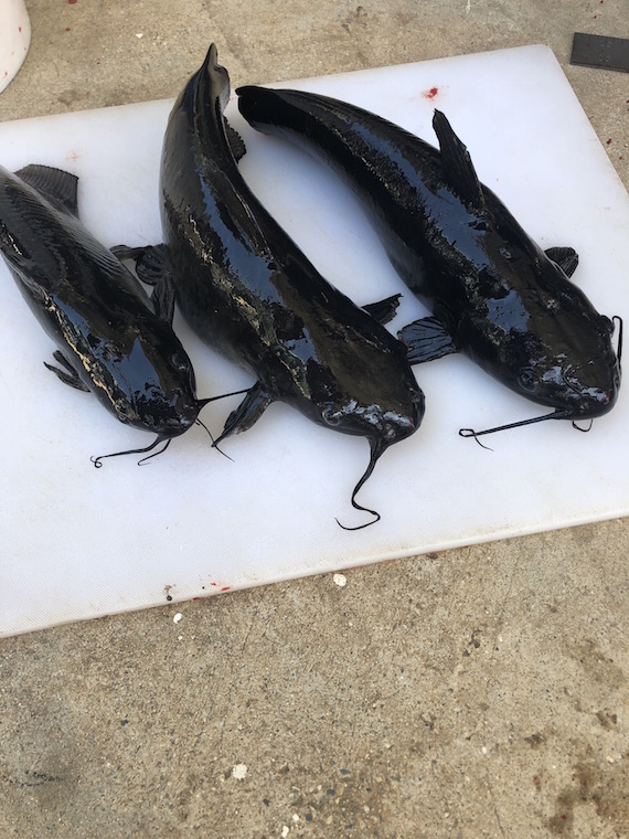 winter catfish cutting board.jpg