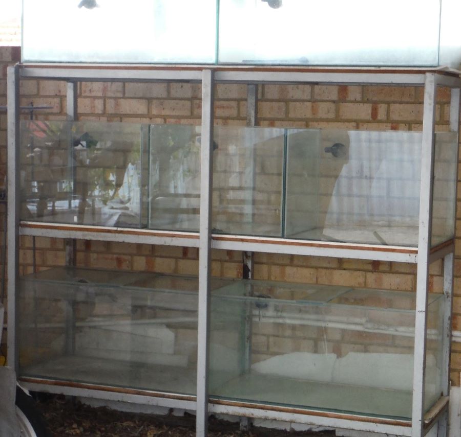 stand and tanks resized.jpg