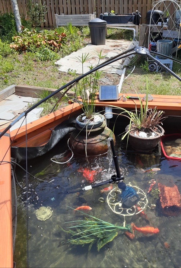 AP pond June 2021.JPEG