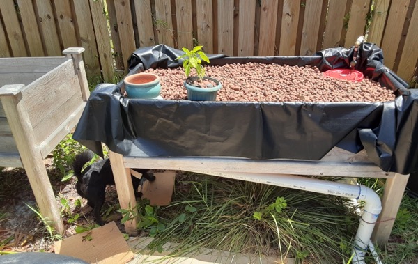 AP grow bed June 2021.JPEG