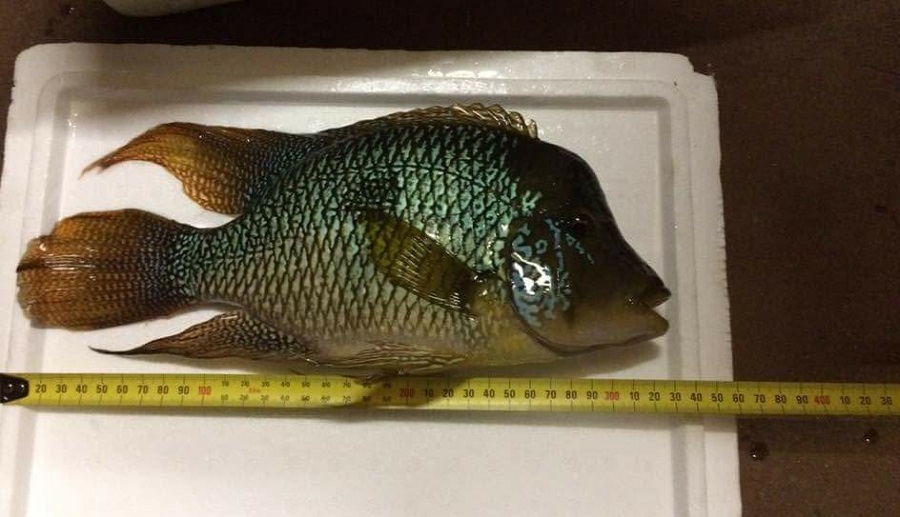 Pearl Cichlid.jpg
