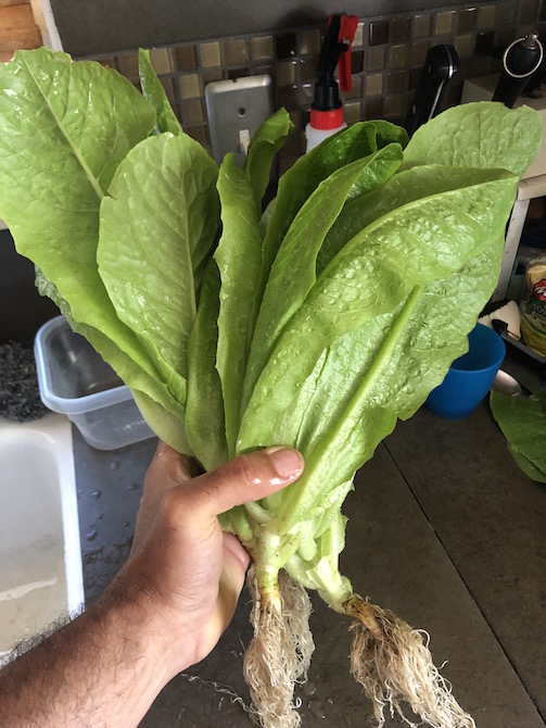 romaine.jpg