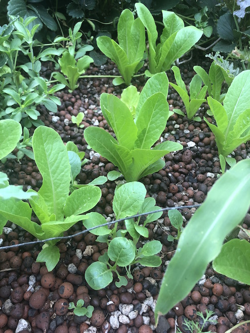 romaine bed.jpg