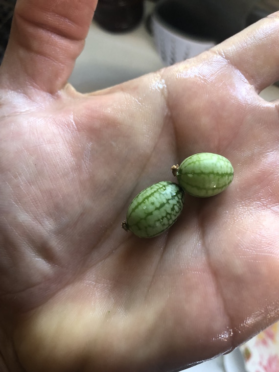 mini watermelon.jpg