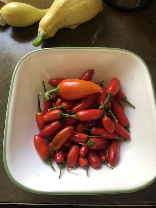 peppers and squash.jpg