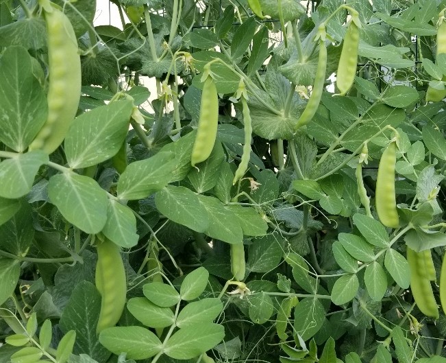 peas.jpg