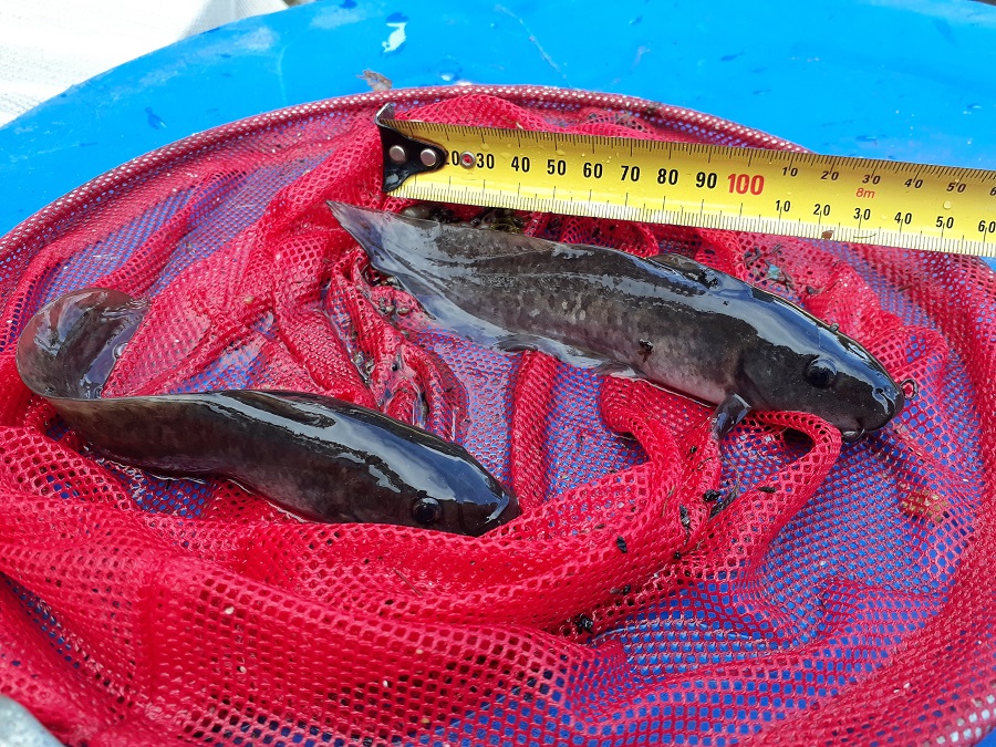 Tanadnus 25-07-2021.jpg