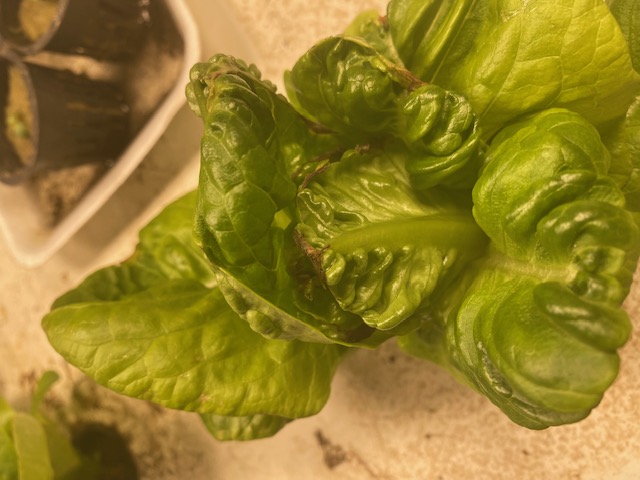 aquaponic burnt tips.jpg