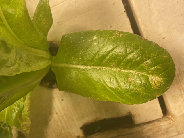 aquaponic lettuce.jpg