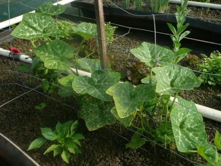 farm ap 21.2.08 001.jpg