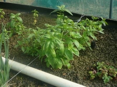 farm ap 21.2.08 006.jpg