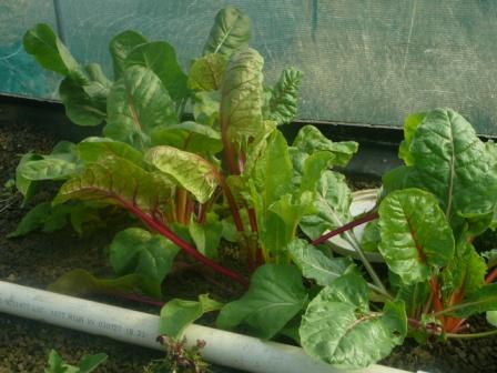 farm ap 21.2.08 005.jpg