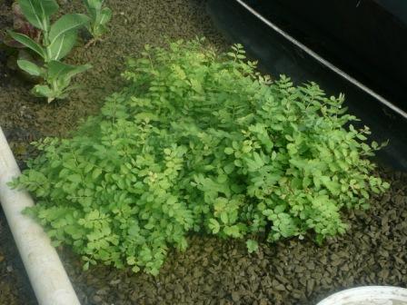 farm ap 21.2.08 004.jpg