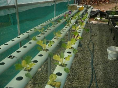 farm ap 21.2.08 009.jpg