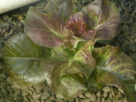 farm ap 21.2.08 008.jpg