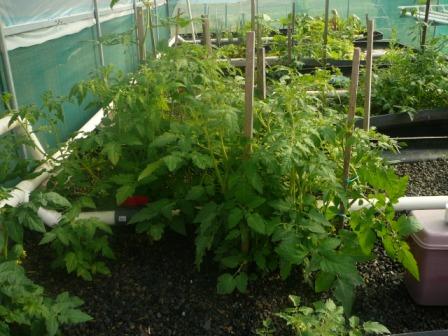 farm ap 21.2.08 011.jpg