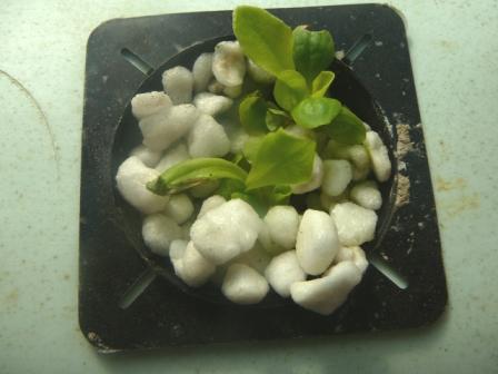 farm ap 21.2.08 010.jpg