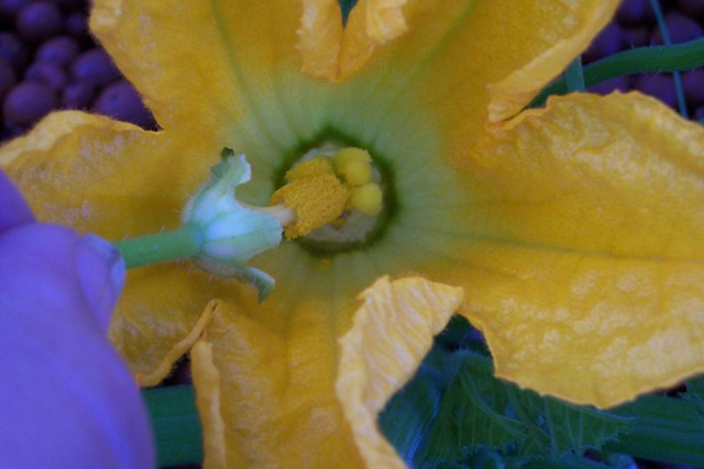 polinating the female.jpg