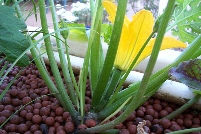 female flower with fruit.jpg