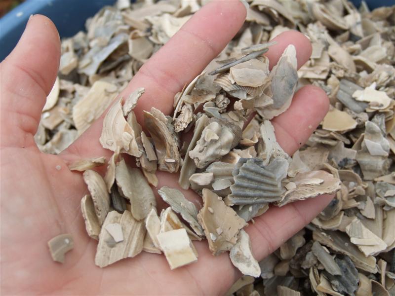 washed shell (Medium).JPG