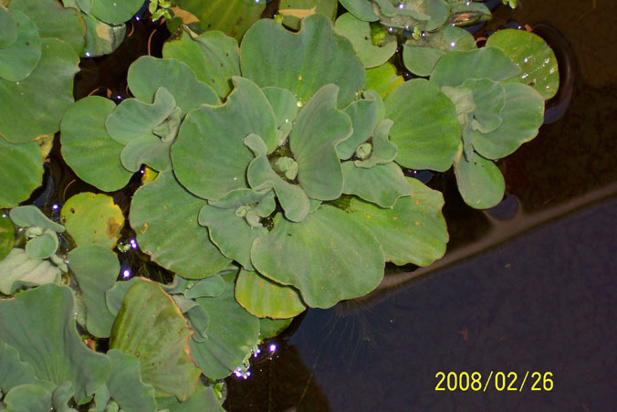 water_lettuce.jpg