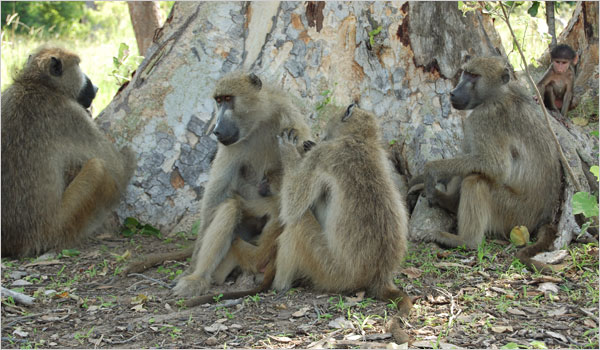 Baboons.jpg