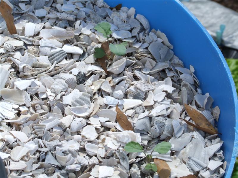 shell seedlings (Medium).JPG