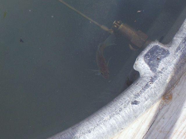 Gilligan 002 [640x480].JPG