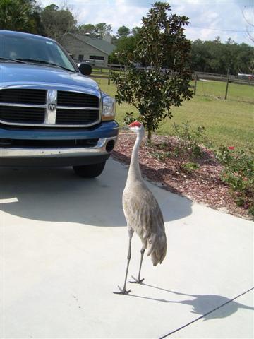 DSCN0732 (Small).JPG