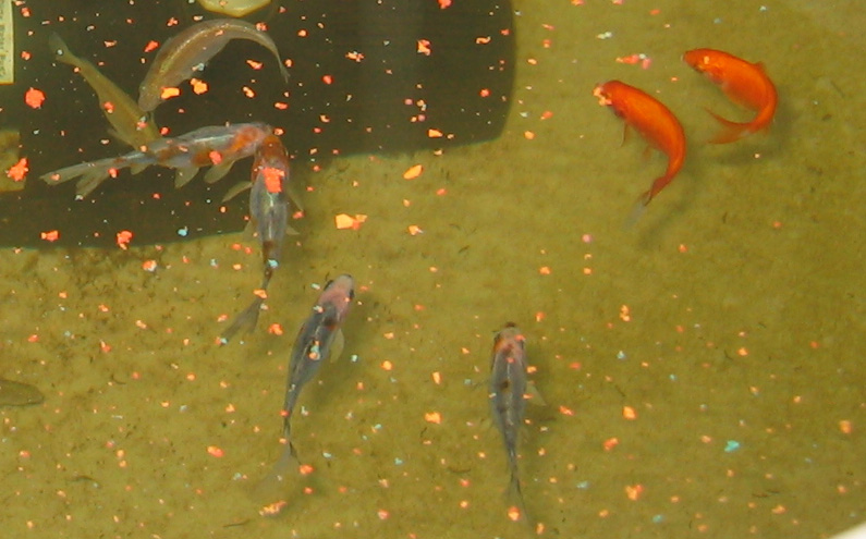 fishies at 4 weeks eating.jpg