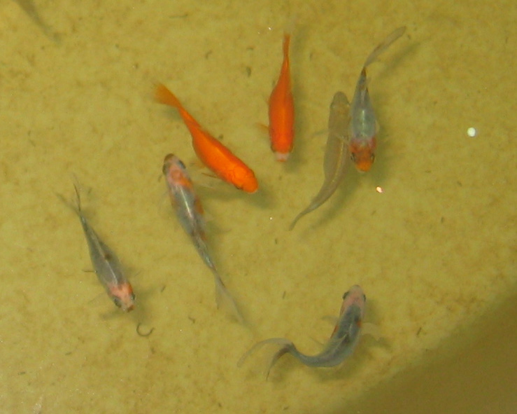fishies at 4 weeks.jpg