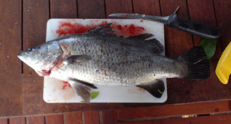 eating barra (11) whole.jpg