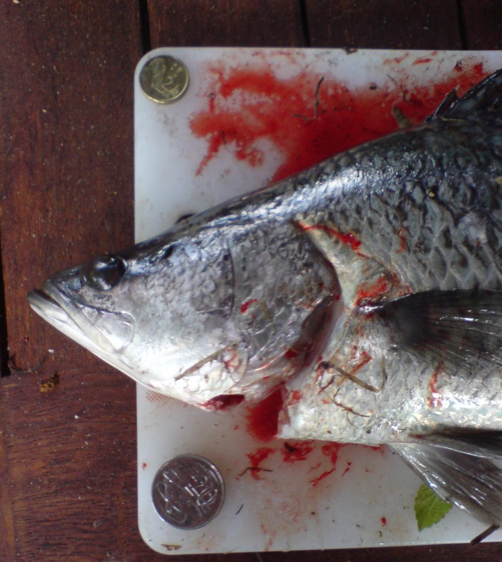 eating barra (13) cropped.jpg