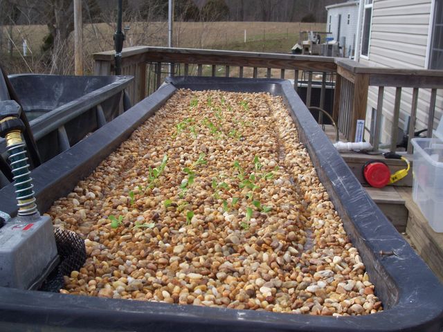 aquaponics 010.JPG