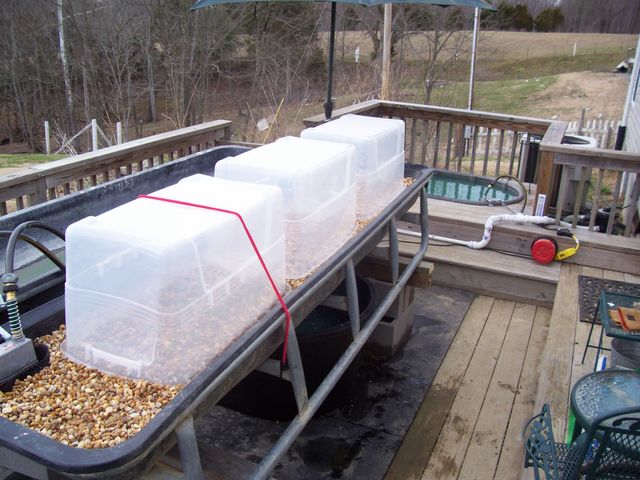 aquaponics 007.JPG