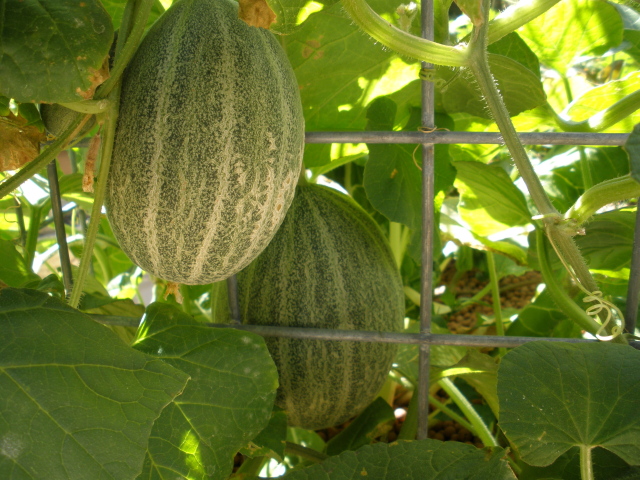 Apquaponic rockmelons.jpg