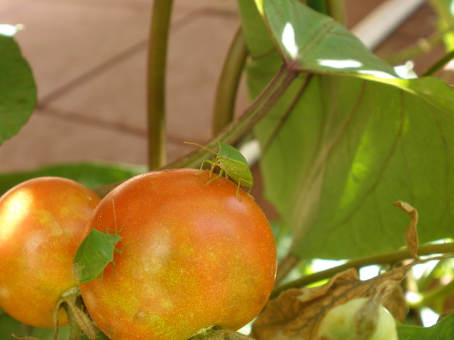 Sap sucking shield bugs on cherry tomato.jpg