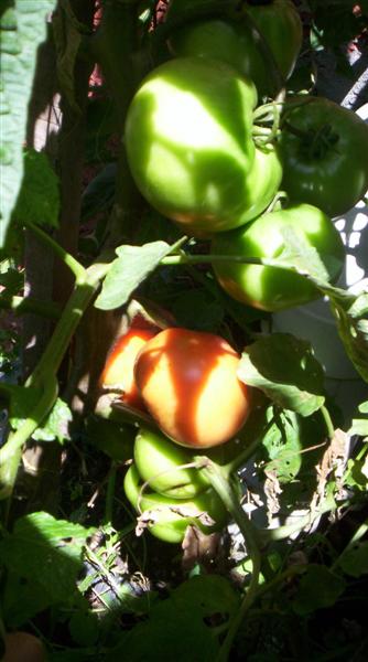 104_3134 (Medium).JPG