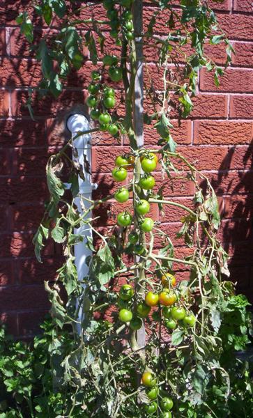 104_3126 (Medium).JPG