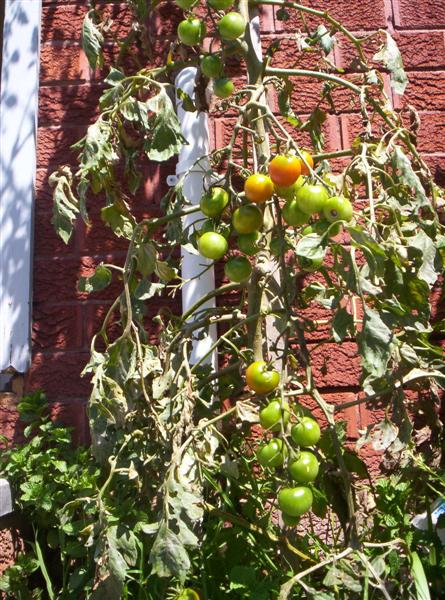 104_3129 (Medium).JPG