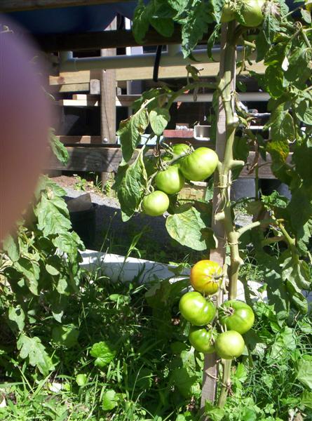 104_3139 (Medium).JPG