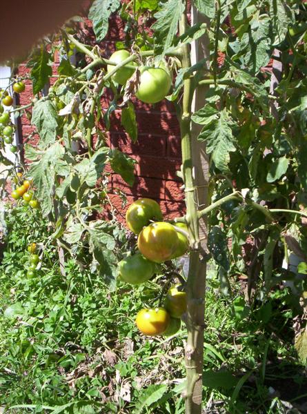 104_3140 (Medium).JPG