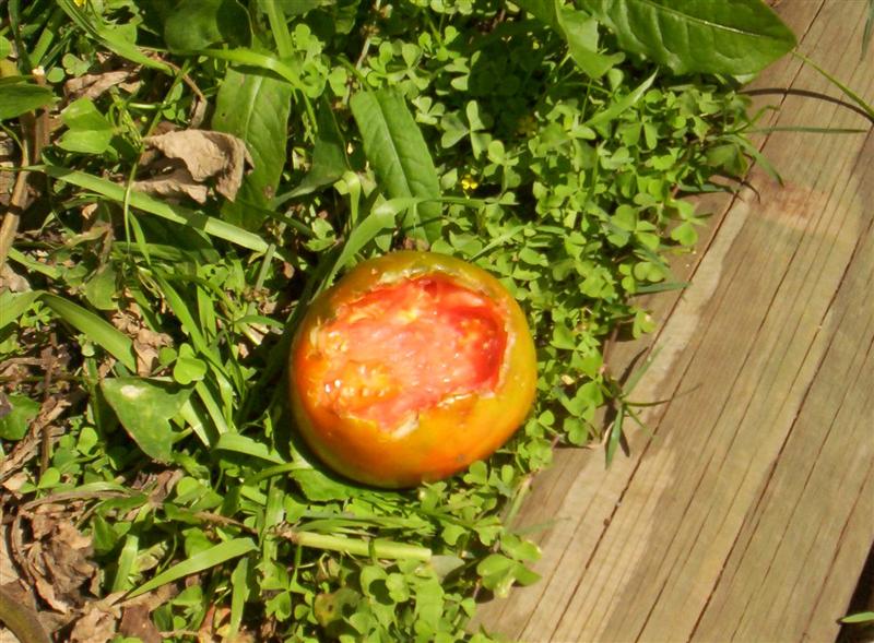 104_3142 (Medium).JPG