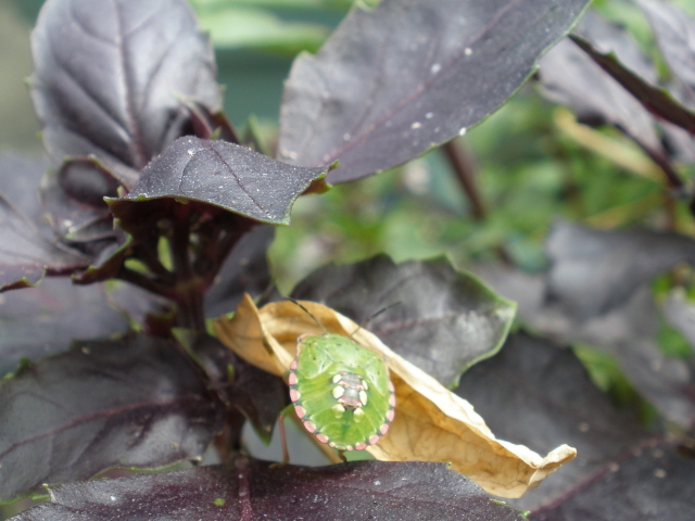 embellished shield bug with pink trim.jpg
