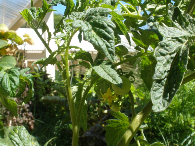 Fruit forming on my tomato cutting.jpg