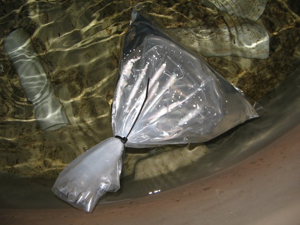 Last of the fishies.jpg