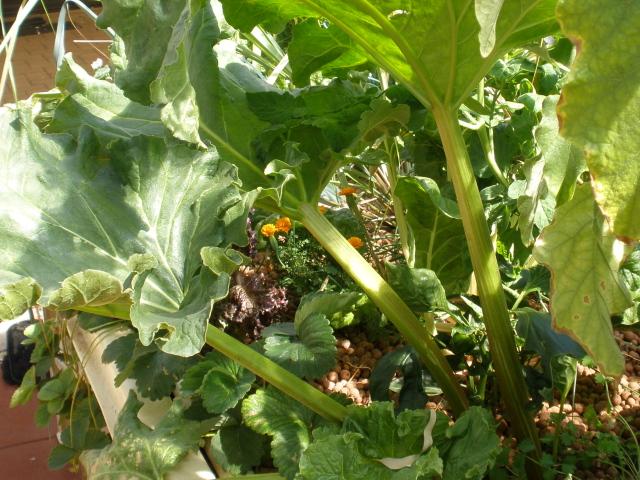 rhubarb and strawberry plants.jpg