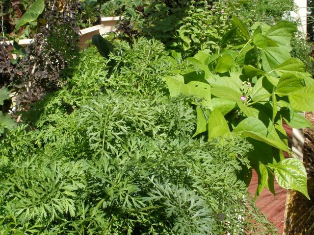 carrots and beans spilling over.jpg